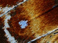 Araschnia levana 100, Landkaartje, Saxifraga-Ab H Baas