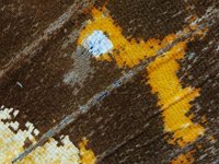 Araschnia levana 101, Landkaartje, Saxifraga-Ab H Baas