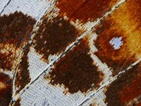Araschnia levana 103, Landkaartje, Saxifraga-Ab H Baas