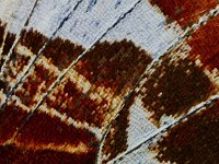 Araschnia levana 104, Landkaartje, Saxifraga-Ab H Baas
