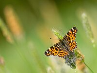 Butterfly Warming its Wings in the Sun  Beautiful Wild Map Butterfly (Araschnia levana) - Resting on an Ear of Grass : Araschnia levana, animal, appealing, araschnia, attractive, background, beautiful, beauty, butterfly, calm, closeup, color, colorful, elegant, environment, europe, european, fauna, flower, garden, giant, good, gorgeous, green, insect, looking, lovely, macro, magnificent, natural, nature, nice, pattern, petals, pretty, serenity, silence, spring, striking, stunning, summer, wild, wildlife
