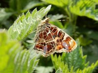 Araschnia levana 147, Landkaartje, on Urtica dioica, Saxifraga-Kars Veling