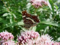 Araschnia levana 18, Landkaartje, 2nd generation, Vlinderstichting-Fons Bongers