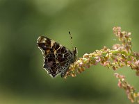 Araschnia levana 23, Landkaartje, Vlinderstichting-Henk Bosma