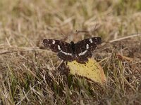 Araschnia levana 28, Landkaartje, Saxifraga-Jan Nijendijk