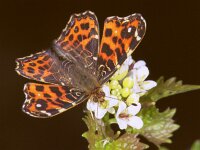 Araschnia levana 30, Landkaartje, 1st generation, Vlinderstichting-Ab H. Baas