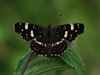 Araschnia levana 36, Landkaartje, Vlinderstichting-Albert Vliegenthart