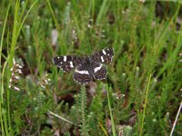 Araschnia levana 41, Landkaartje, Saxifraga-Rudmer Zwerver