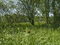 Araschnia levana 58, Landkaartje, Saxifraga-Jan van der Straaten