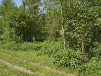Araschnia levana 64, Landkaartje, habitat, NL, Noord-Brabant, Best, De Scheeken, Saxifraga-Jan van der Straaten