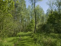 Araschnia levana 67, Landkaartje, habitat, NL, Noord-Brabant, Best, De Scheeken, Saxifraga-Jan van der Straaten