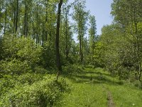 Araschnia levana 70, Landkaartje, habitat, NL, Noord-Brabant, Best, De Scheeken, Saxifraga-Jan van der Straaten