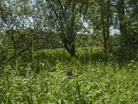 Araschnia levana 71, Landkaartje, habitat, NL, Noord-Brabant, Boxtel, Heerenbeek, Saxifraga-Jan van der Straaten