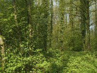 Araschnia levana 72, Landkaartje, habitat, NL, Noord-Brabant, Boxtel, De Geelders, Saxifraga-Jan van der Straaten