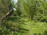 Araschnia levana 73, Landkaartje, habitat, NL, Noord-Brabant, Best, De Scheeken, Saxifraga-Jan van der Straaten