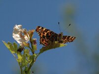 Araschnia levana 94, Landkaartje, Saxifraga-Bas Klaver