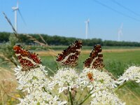 Araschnia levana 98, Landkaartje, Saxifraga-Peter Meininger
