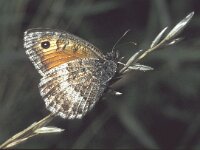 Arethusana arethusa 5, Oranje steppevlinder, male, Saxifraga-Frits Bink