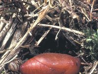 Arethusana arethusa 7, Oranje steppevlinder, pupa in underground hole, Saxifraga-Frits Bink
