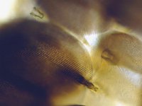 Argynnis aglaja 21, Grote parelmoervlinder, Vlinderstichting-Ab H Baas