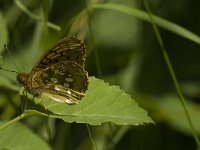 Argynnis aglaja 42, Grote parelmoervlinder, Saxifraga-Jan van der Straaten