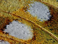Argynnis aglaja 66, Grote Parelmoervlinder, Saxifraga-Ab H Baas