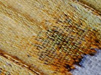 Argynnis aglaja 67, Grote Parelmoervlinder, Saxifraga-Ab H Baas
