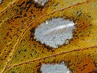 Argynnis aglaja 68, Grote Parelmoervlinder, Saxifraga-Ab H Baas