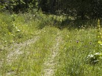 Argynnis niobe 1, Duinparelmoervlinder, habitat, F, Isere, Gresse-en-Vercors, Saxifraga-Jan van der Straaten