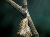 Argynnis paphia 37, Keizersmantel, pupa, Vlinderstichting-Nely Honig