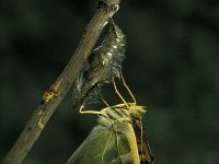 Argynnis paphia 7, Keizersmantel, ex pupa, Vlinderstichting-Nely Honig