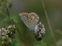 Aricia agestis 12, Bruin blauwtje, Saxifraga-Arthur van Dijk