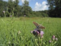 Aricia agestis 17, Bruin blauwtje, Saxifraga-Rob Felix : Animalia, Arthropoda, Insecta, Lepidoptera, Project Natuurbalans, animal, arthropod, butterfly, dier, dieren, geleedpotige, geleedpotigen, insect, insecten, vlinder, vlinders