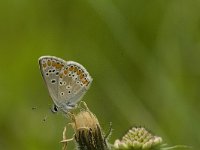 Aricia agestis 19, Bruin blauwtje, Saxifraga-Jan van der Straaten