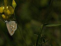 Aricia agestis 28, Bruin blauwtje, Saxifraga-Jan van der Straaten