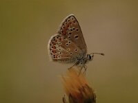 Aricia agestis 39, Bruin blauwtje, Saxifraga-Bas Klaver