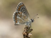 Aricia agestis 46, Bruin blauwtje, Saxifraga-Willem van Kruijsbergen