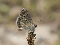 Aricia agestis 47, Bruin blauwtje, Saxifraga-Willem van Kruijsbergen