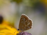 Aricia agestis 48, Bruin blauwtje, Saxifraga-Roel Meijer  Butterfly Common Blue (Polyommatus icarus) on Rubeckia : animal, butterfly, common blue, fauna, insect, natural, nature, Polyommatus icarus, rudbeckia