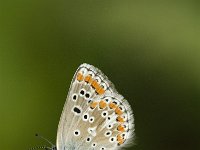 Aricia agestis 5, Bruin blauwtje, male, Saxifraga-Jan van der Straaten
