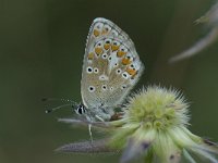 Aricia agestis 6, Bruin blauwtje, Saxifraga-Willem van Kruijsbergen