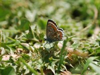 Aricia cramera 1, Moors bruin blauwtje, Vlinderstichting-Albert Vliegenthart