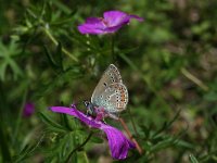 Aricia eumedon 13, Zwart blauwtje, male, Saxifraga-Kars Veling