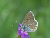 Aricia eumedon 3, Zwart blauwtje, Vlinderstichting-Kars Veling
