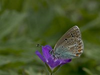 Aricia eumedon 4, Zwart blauwtje, Vlinderstichting-Kars Veling