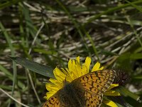 Boloria aquilonaris 10, Veenbesparelmoervlinder, Saxifraga-Willem van Kruijsbergen