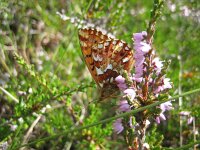Boloria aquilonaris 17, Veenbesparelmoervlinder, Saxifraga-Arthur van Dijk
