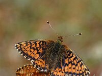 Boloria aquilonaris 4, Veenbesparelmoervlinder, Vlinderstichting-Joost Uittenbogaard