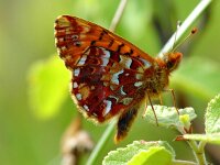 Boloria aquilonaris 6, Veenbesparelmoervlinder, Vlinderstichting-Henk Bosma