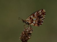 Boloria dia 5, Akkerparelmoervlinder, Vlinderstichting-Albert Vliegenthart